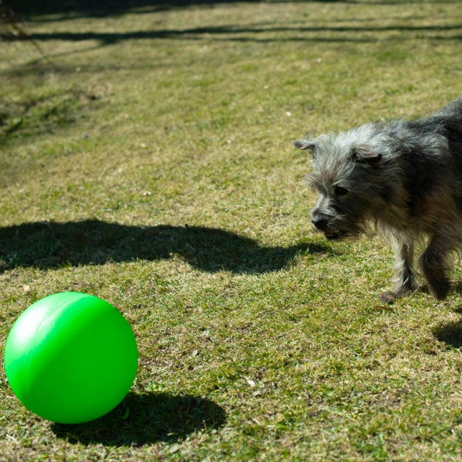 PROCYON Treibball Größe S - extra stabil - grün